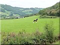 SN6778 : Beautiful Shire Horse poses beside the Vale of Rheidol railway by Derek Voller