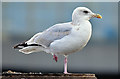 J3474 : Herring gull, Donegall Quay, Belfast (October 2016) by Albert Bridge