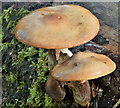 J3268 : Fungi, Minnowburn, Belfast - November 2016(4) by Albert Bridge