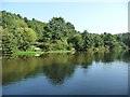 SJ6566 : Fishing spots and floating pennywort, River Weaver by Christine Johnstone