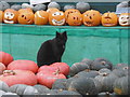 SU9608 : Cat at the Slindon Pumpkin Festival by Marathon