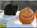 SU9608 : Cat and a pumpkin by Marathon