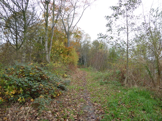 Silverdale Country Park: path through Noah's Wood