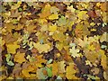 ST5971 : Fallen leaves, Victoria Park by Philip Halling