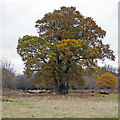 TQ5593 : Group of trees in Dagnam Park, The Manor Nature Reserve, Harold Hill by Roger Jones