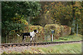 SD1499 : Eskdale and Ennerdale Foxhounds by Peter Trimming