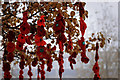 SJ7055 : Knitted poppies in Memorial Square by Andy Stephenson