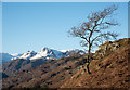 NY3404 : Lone tree beside stream by Trevor Littlewood