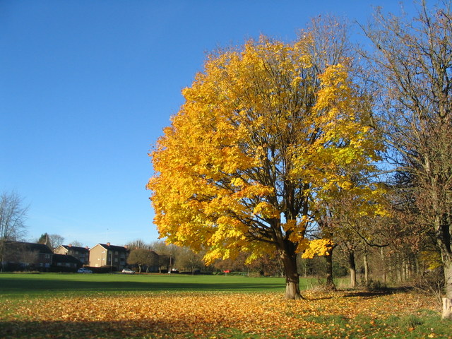 Maple near Tutbury Avenue