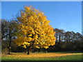 SP3176 : Maple near Canley brook by E Gammie