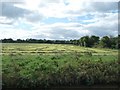 SJ6157 : Mown grass in line with a stream, near Rutters Bridge by Christine Johnstone