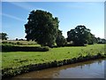 SJ3832 : Trees along a hedgerow, near the Claypits by Christine Johnstone