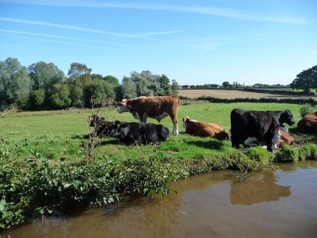 Cattle grazing on the bank of the Llangollen Canal