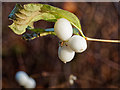 NH8148 : Close up of the Snowberry by valenta