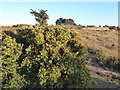 TQ4628 : Gorse and a clump of trees on Ashdown Forest by Marathon