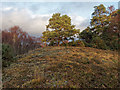 NH6149 : Scots Pine on Coille Cnoc na h-Eireachd by valenta