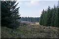 NZ1303 : Coniferous plantation on Richmond Out Moor by Trevor Littlewood