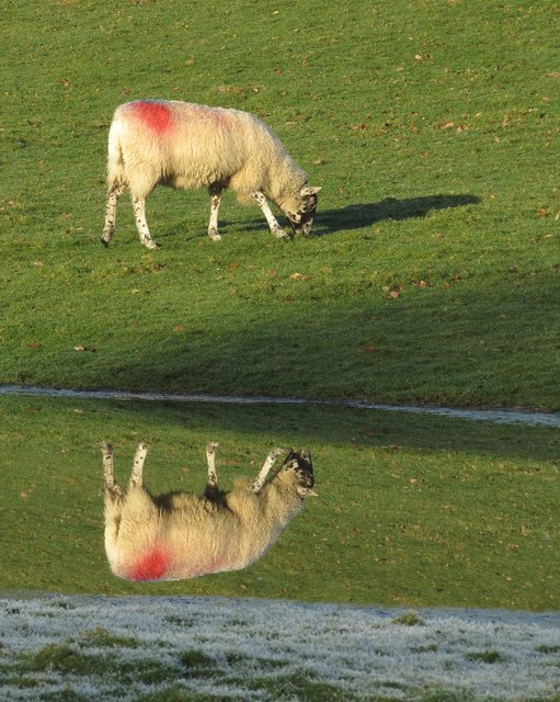 Sheep and reflection by the Wharfe