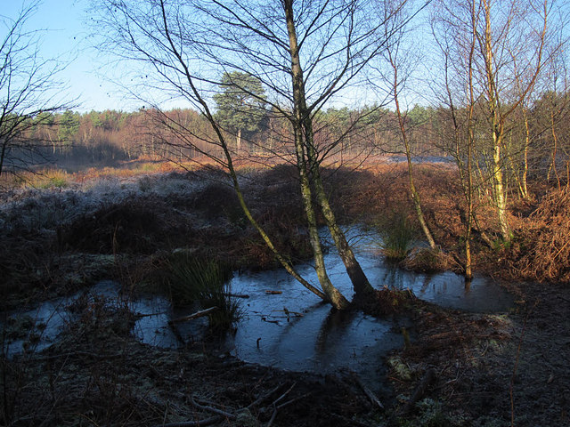 Frozen marsh at Delamere Forest