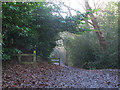 SJ5470 : Sandstone Trail in Delamere Forest by Stephen Craven