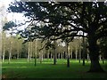 SU5871 : Poplar plantation near Folly Bridge by Simon Mortimer