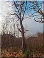 NH4651 : Horse Chestnut next to the Falls of Orrin by valenta