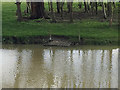 SP2965 : The level of the River Avon has fallen, southeast Warwick by Robin Stott