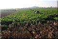 ST6820 : Outwintering Cattle near Henstridge by Nigel Mykura