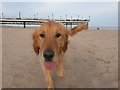 TF5763 : Skegness: the beach is fun for the four-legged by Chris Downer