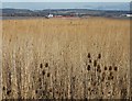 SE9125 : Teasels and reeds by The Humber by Neil Theasby