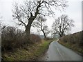 NZ1108 : Trees along Low Lane, near Shorn Hill by Christine Johnstone