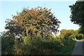 SX0764 : Rowan near Lanhydrock Hotel by Derek Harper