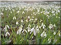 NC8500 : A Carpet of Snowdrops by Andrew Tryon