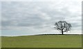 NZ1512 : Tree on a parish boundary north-east of New House by Christine Johnstone