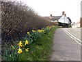 SK1444 : Roadside spring flowers  by Graham Hogg