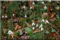 SX1451 : Snowdrops above Pont Pill by Christopher Hilton