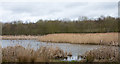 NZ3248 : Pool at Rainton Meadows by Trevor Littlewood