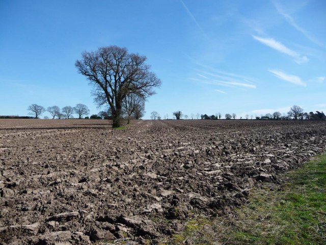 Trees on a former field boundary, west of Gorse Farm