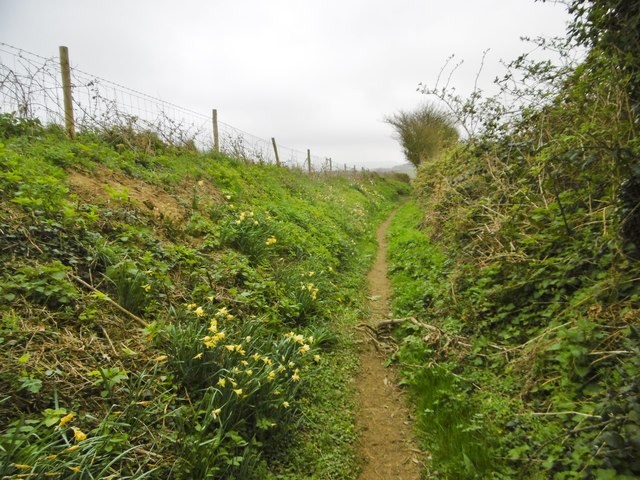 Symondsbury, wild daffodils