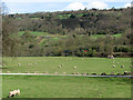 SK3056 : Sheep grazing on Cromford Meadows by John Sutton