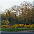 TQ4165 : Woodland and gorse on Hayes Common by Christopher Hilton