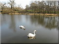 NN8618 : Swans and a Mallard at Bennybeg by M J Richardson