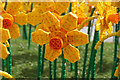 TA0928 : Lego daffodil's by Ian S