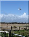 SZ8797 : Swan flying over the reeds by Rob Farrow