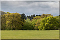 TQ2896 : Spring Foliage from Main Driveway, Trent Park, Cockfosters by Christine Matthews