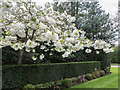 TQ1593 : Blossom near Bentley Priory, Stanmore by Christine Matthews