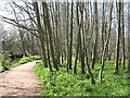 NT5073 : Alders by the River Tyne by M J Richardson