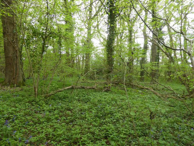 Bluebells appearing in Swell Wood