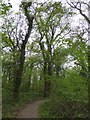  : Nature trail in Swell Wood by David Smith