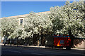 TA0928 : Trees on George Street, Hull by Ian S